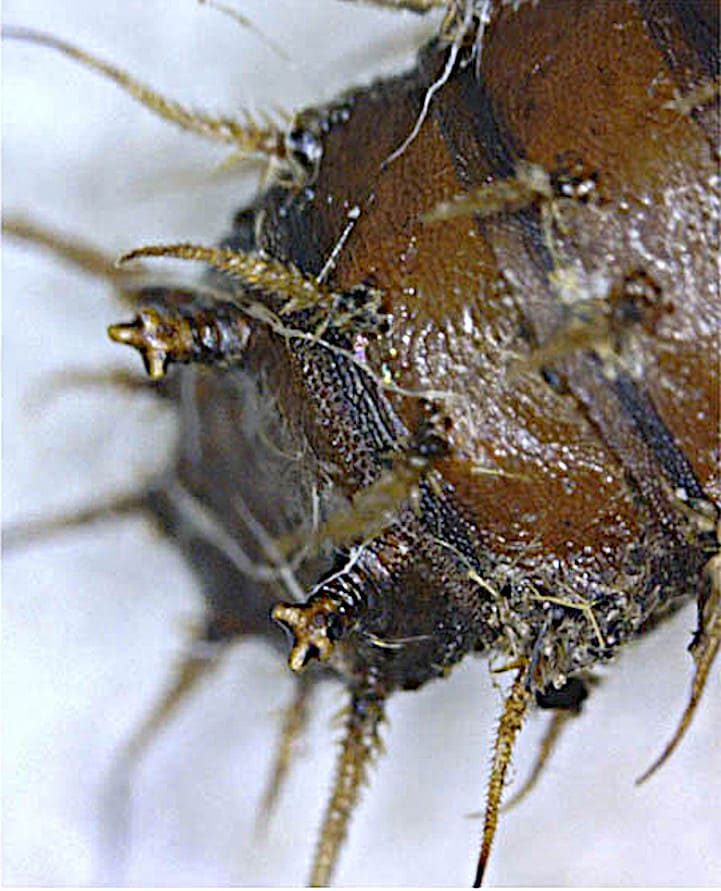 Parte posterior larva fannia canicularis.
