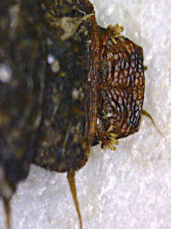 Cabeza de larva Fannia canicularis.