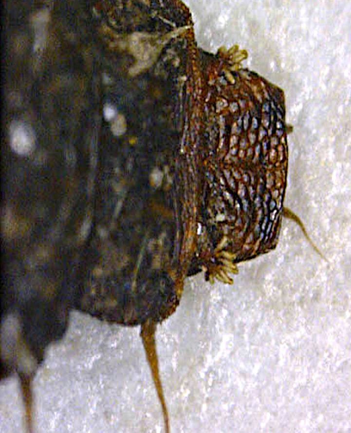 Cabeza de larva Fannia canicularis.