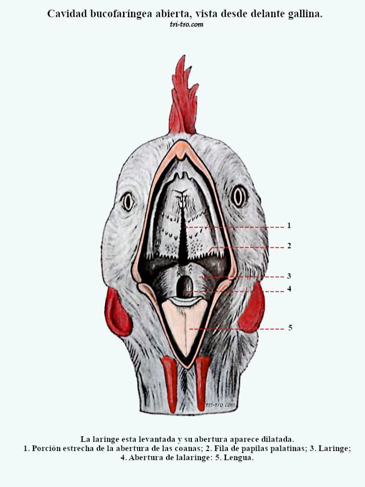 Cavidad bucofaringea abierta, vista desde delante gallina