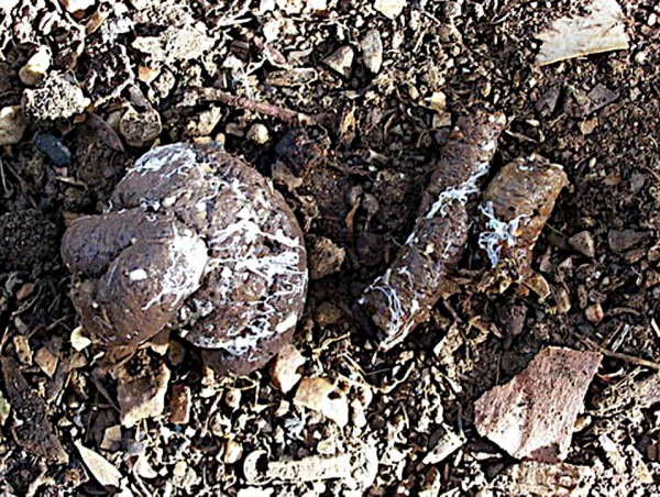 Caca normal marrón con más uratos