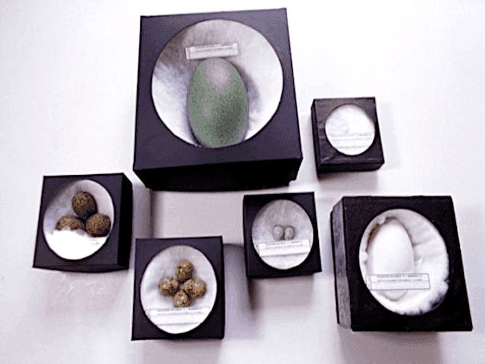 Cajas de huevos.