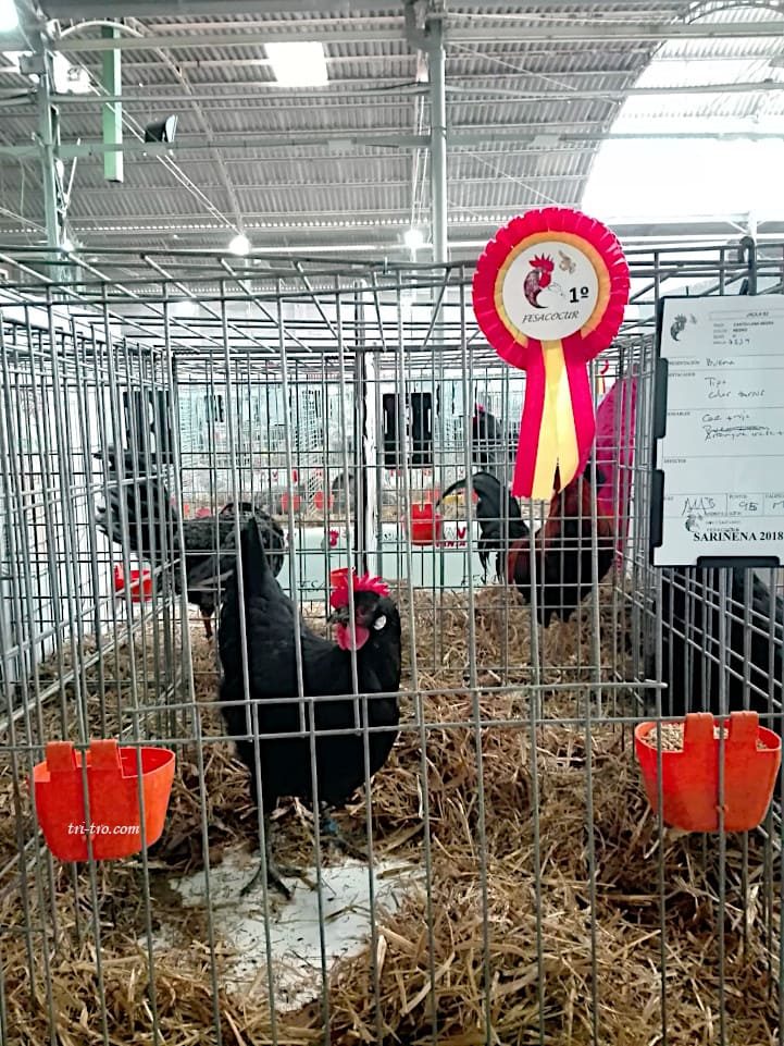 Campeonato de España Sariñena 2018 Gallina Castellana 1 ª
