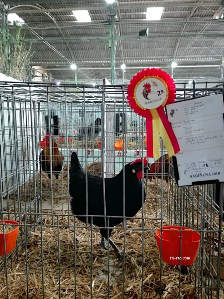 Campeonato de España Sariñena 2018 Gallina Castellana 2 ª