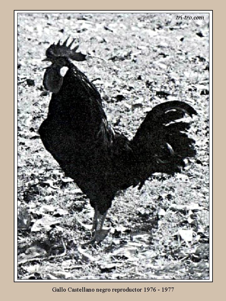 Gallo Castellano negro reproductor 1976 -1977