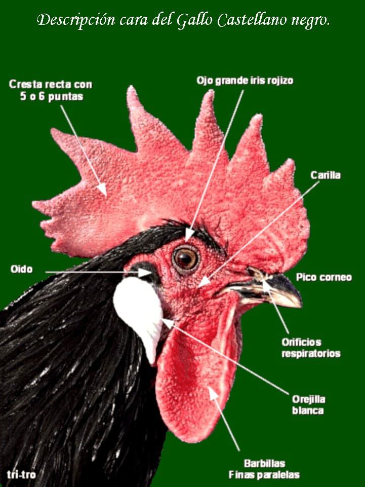 Descripción cara del Gallo Castellano negro.