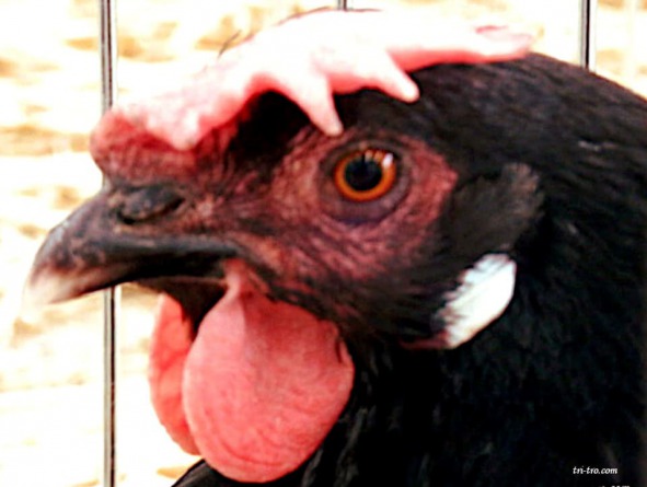 Ojo de la gallina Castellana negra.