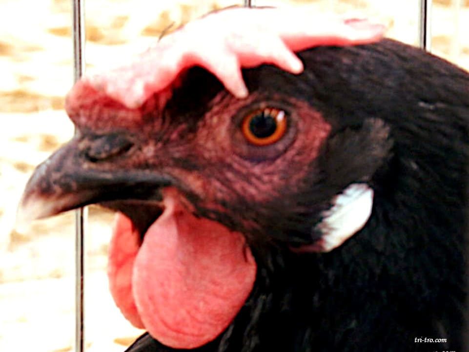 Ojo de la gallina Castellana negra.