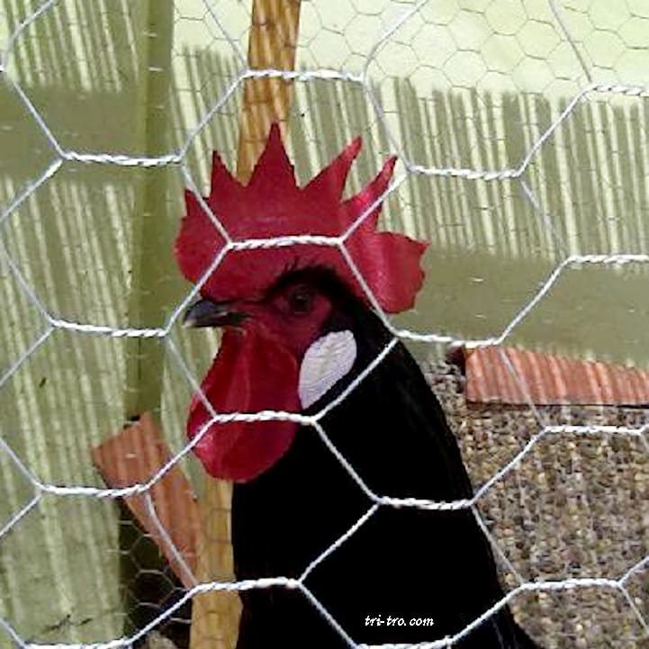 Cara Gallo Castellano negro