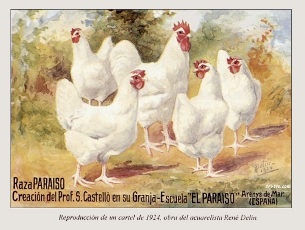 Reproducción cartel raza gallina Paraíso Blanca, René Delin 1924