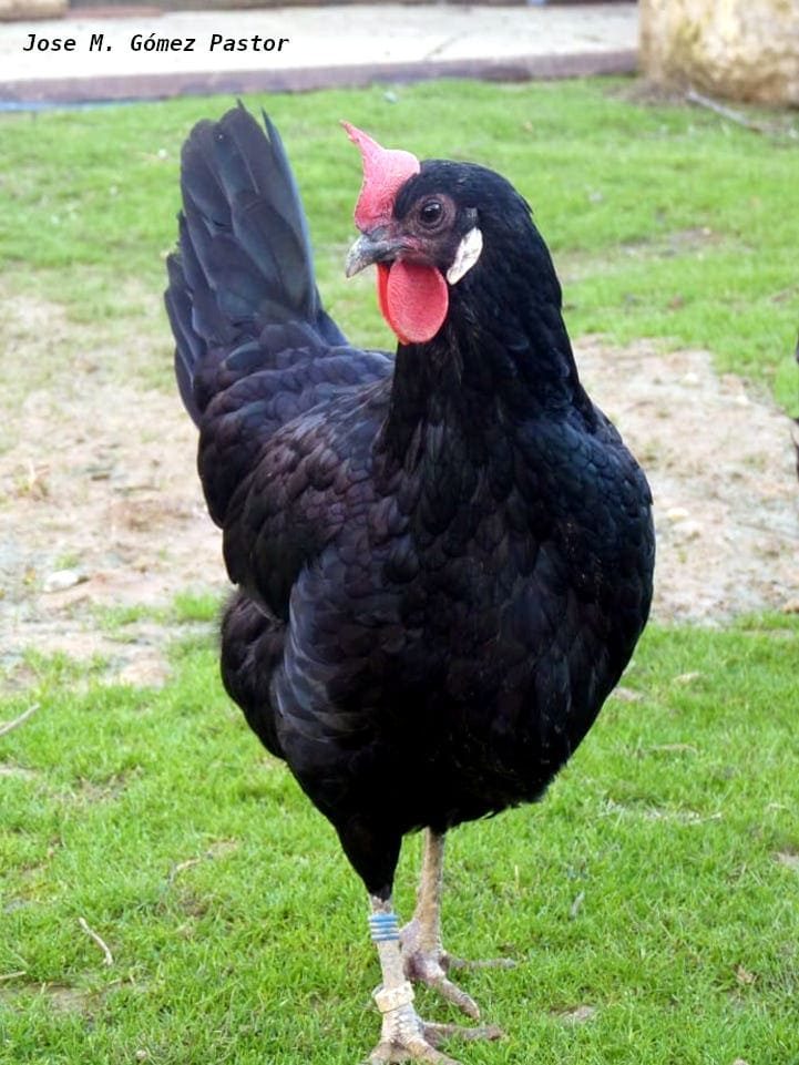 Gallina Castellana negra
