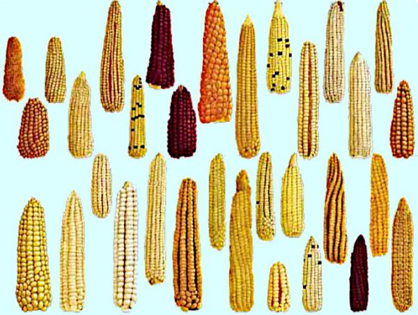 Catalogo del maíz Mexicano