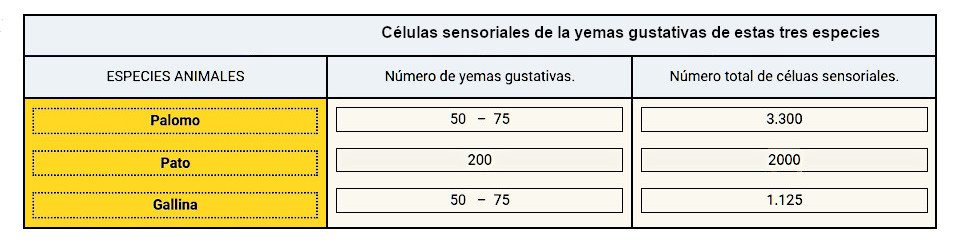 Células sensoriales de la yemas gustativas de estas tres especies