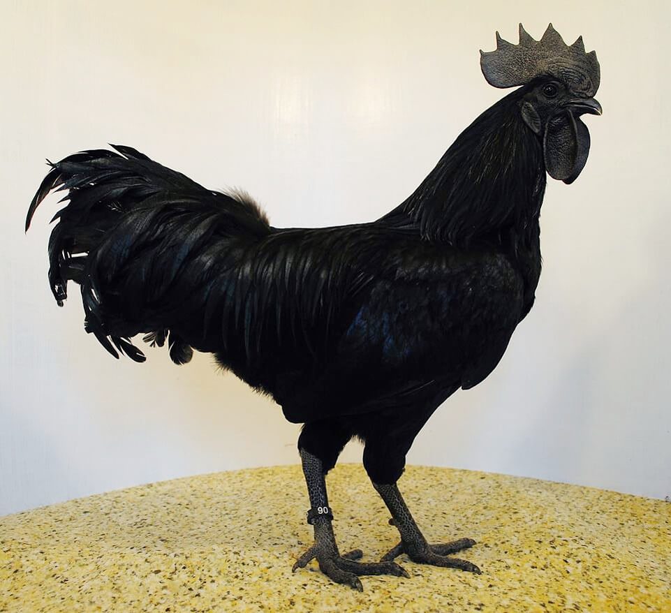 Gallo Ayam Cemani. Valence d'Agen 2016