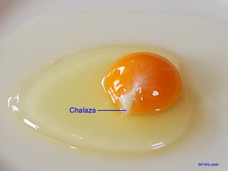 Chalaza en el huevo