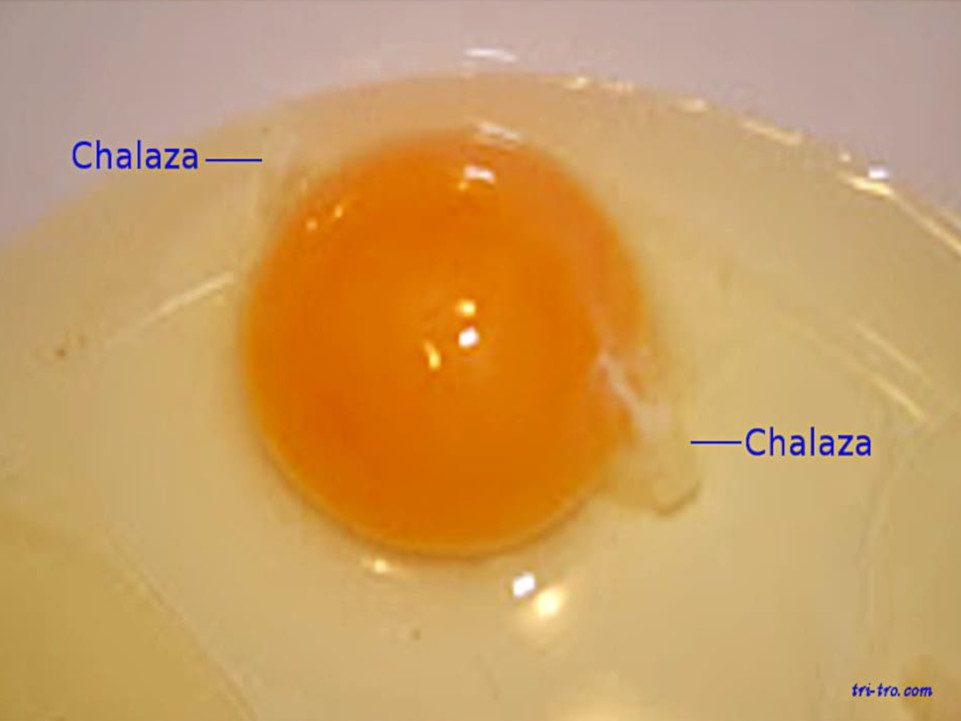Clara o albumina, las chalazas del huevo.