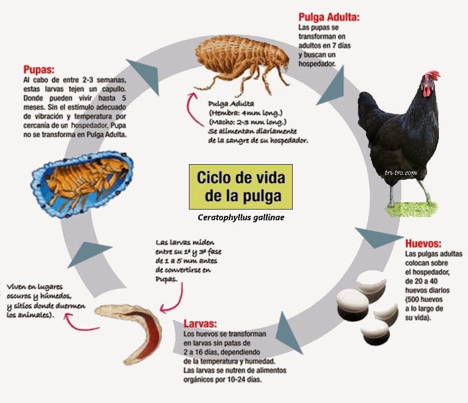 Ciclo de la pulga Ceratophyllus gallinae