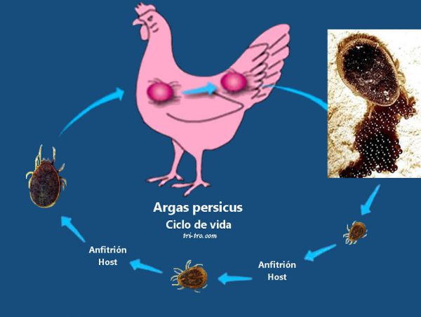 Ciclo de vida de la garrapata Argas persicus.