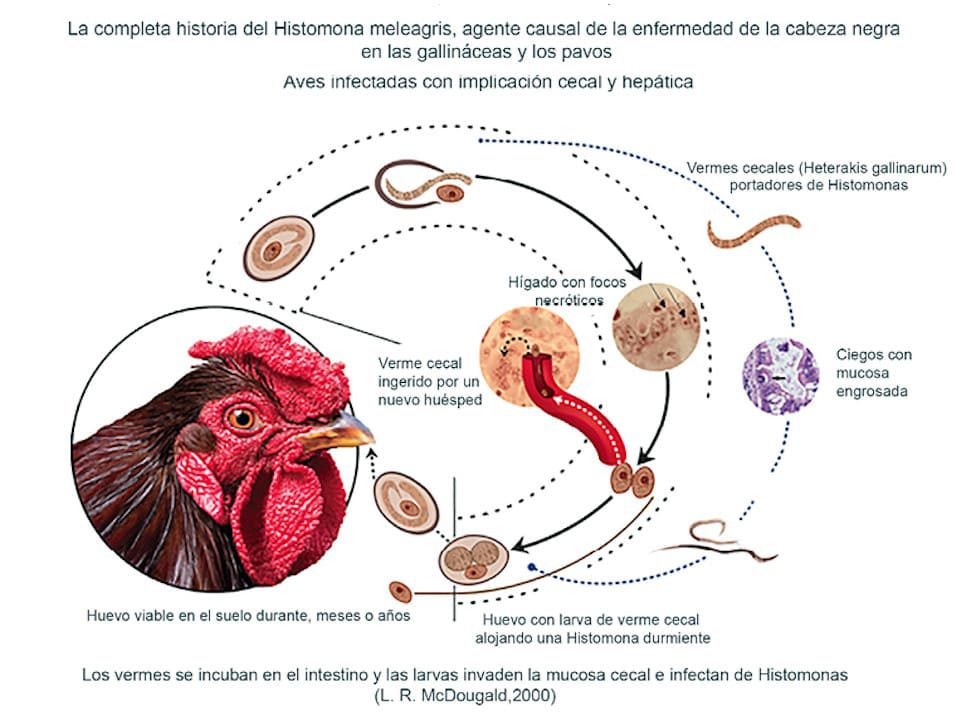 Ciclo de vida de los Histomona Hexamita meleagridis