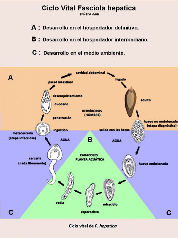 Ciclo vital Fasciola hepatica