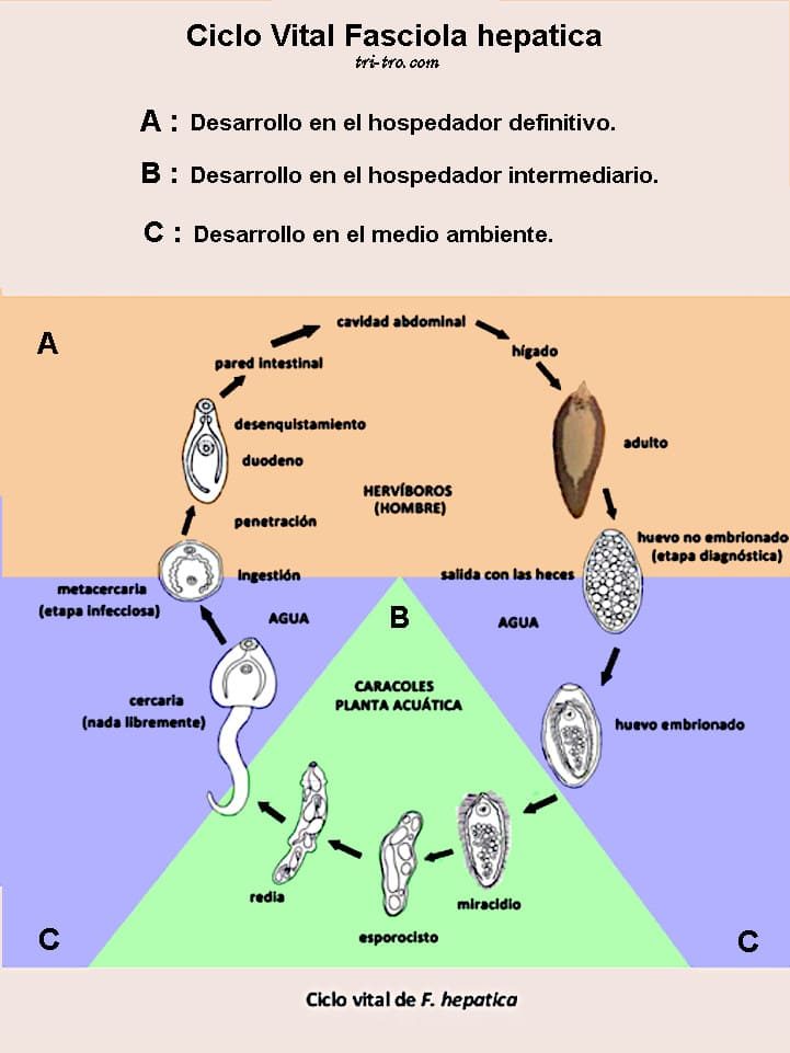 Ciclo vital Fasciola hepatica