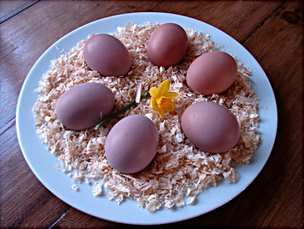 Huevos de Gallina Langshan Croad