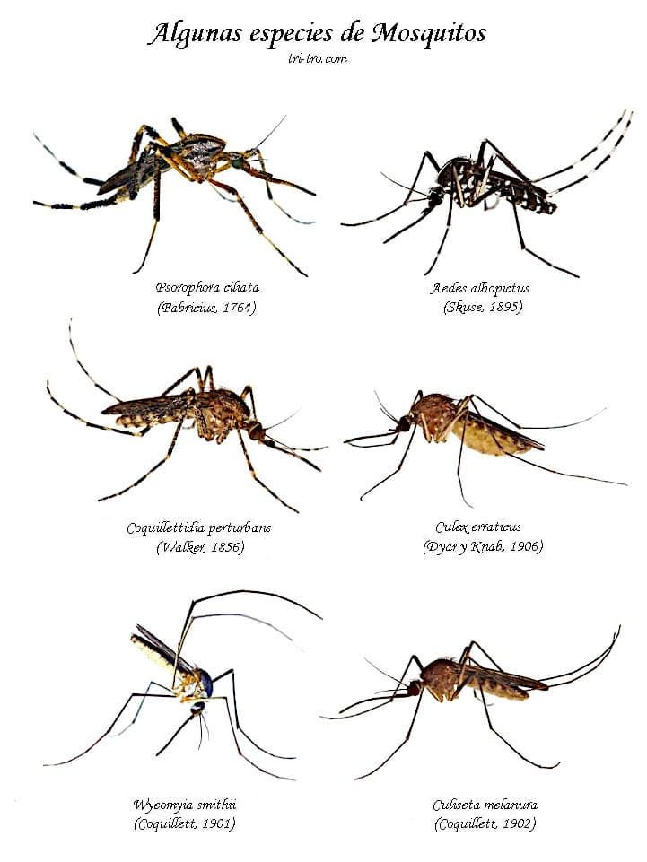 Algunas especies de mosquitos