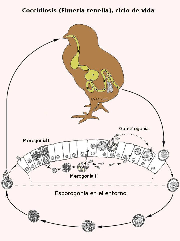 Coccidiosis Eimeria tenella, ciclo de vida.