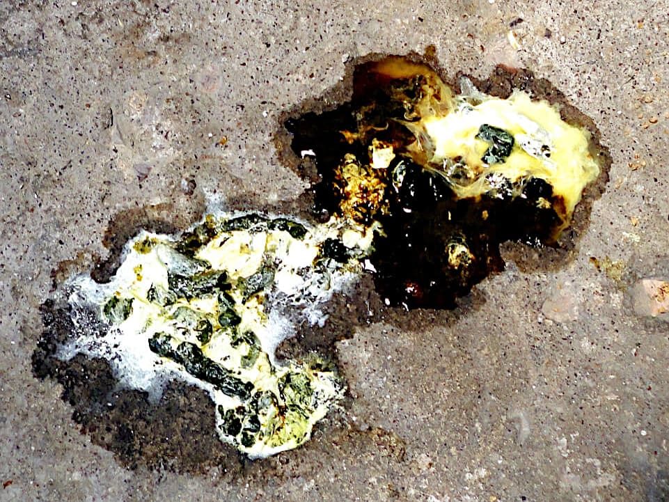 Coccidiosis deposiciones,