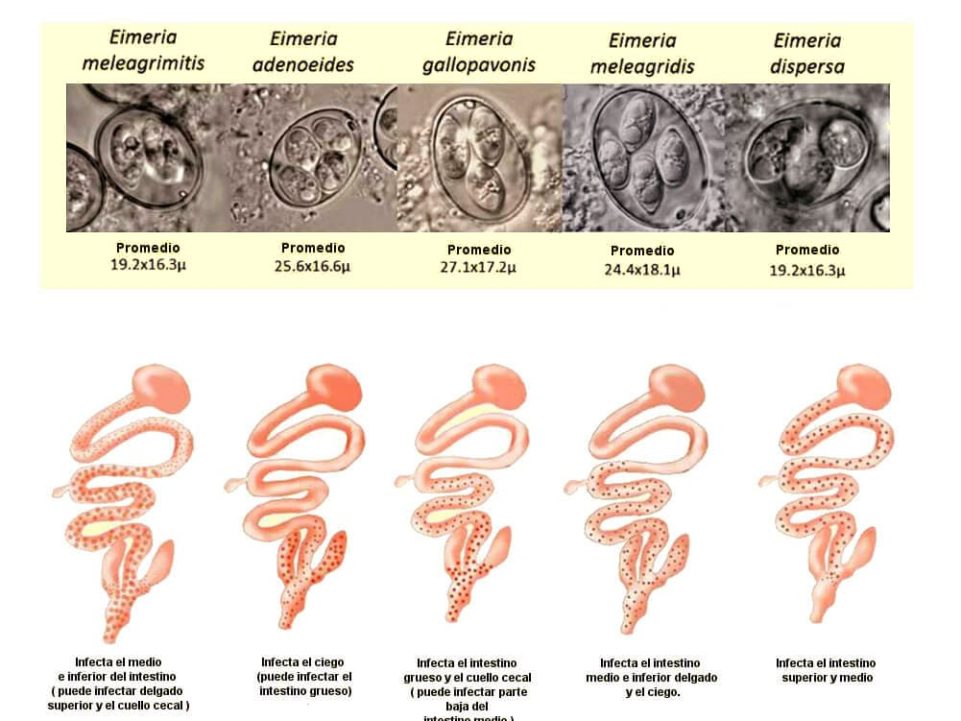 Coccidiosis en pollos.