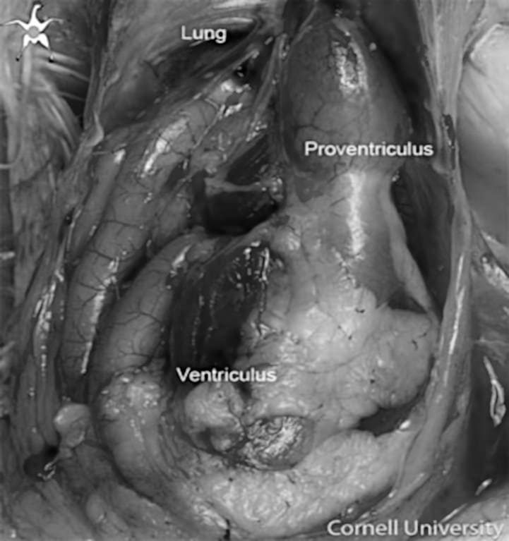 Proventriculo y ventrículo gallina.