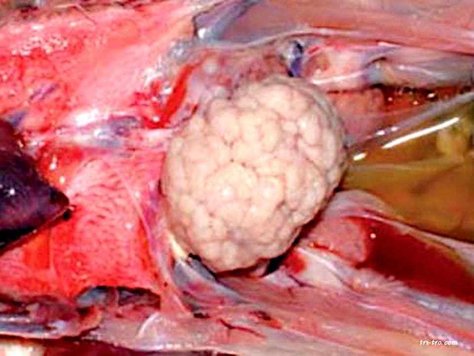 Coliflor Apariencia de ovario. Marens