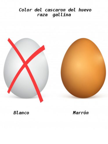 Color del cascaron del huevo raza gallina marrón