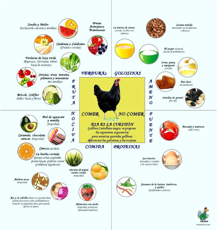 Comer, no comer, esa es la cuestión para nuestras gallinas