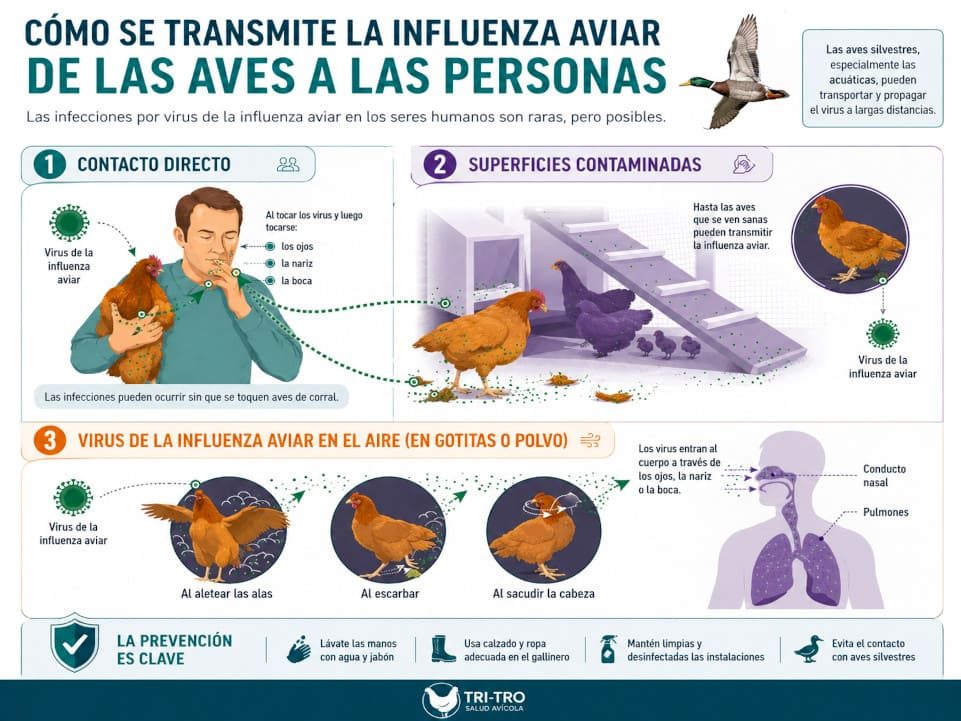 Infografía sobre vías de transmisión de virus aviares como la influenza aviar entre aves y personas