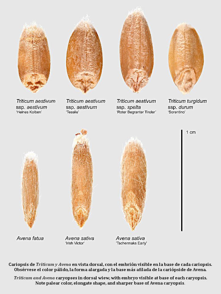 Figura 14. Comparación de cariopsis de Avena y Trigo Fotografía y diseño de Madeline Maher.