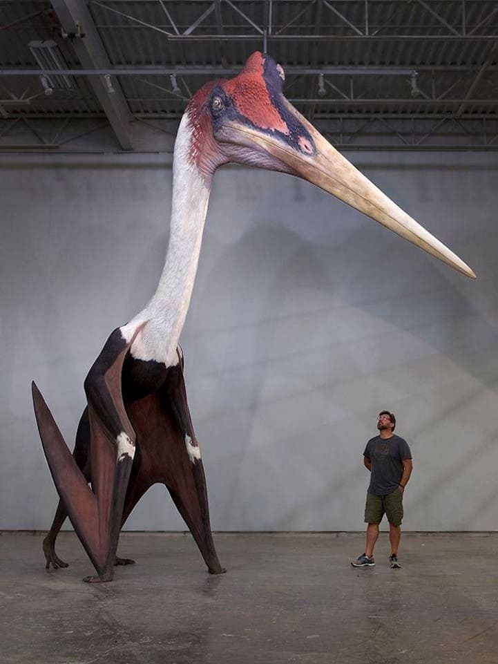 Comparación en tamaños de un Pterosaurio (azdárquido)