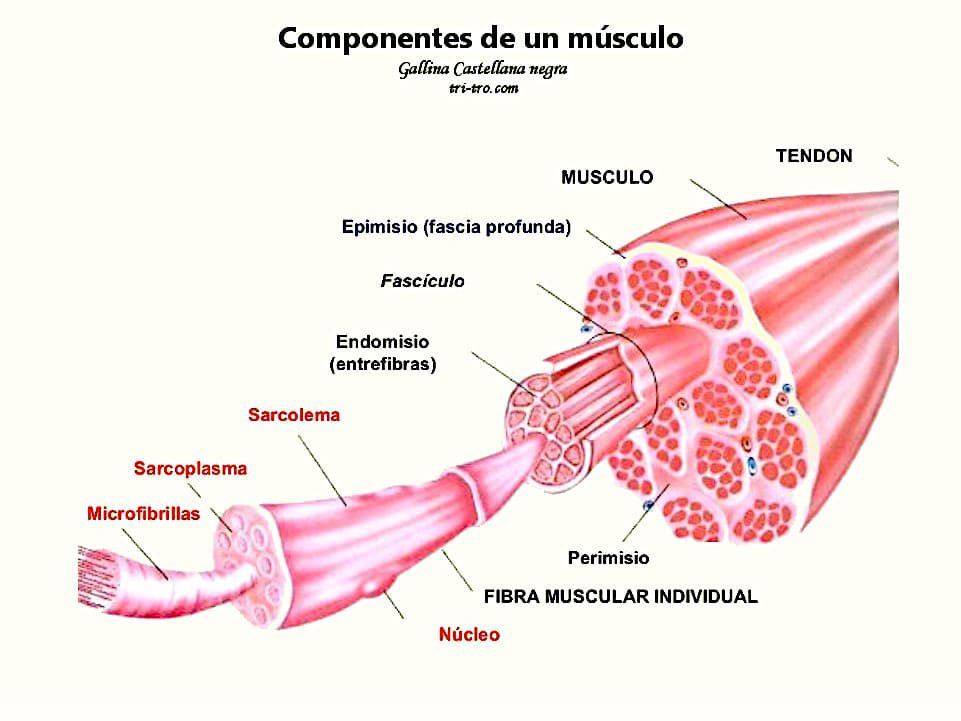 Componentes de un músculo de gallina.