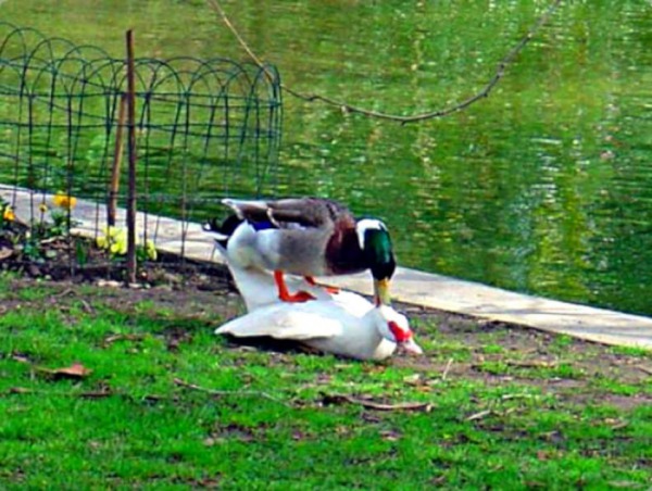 Pato copulando, foto de Coq de Labassecour.
