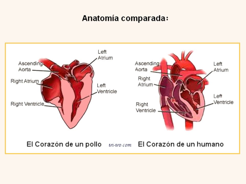 Diferencias del corazón de un pollo con el humano.