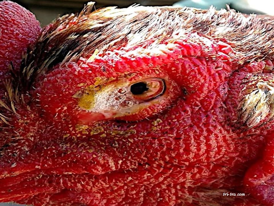Coriza infeccioso en gallina