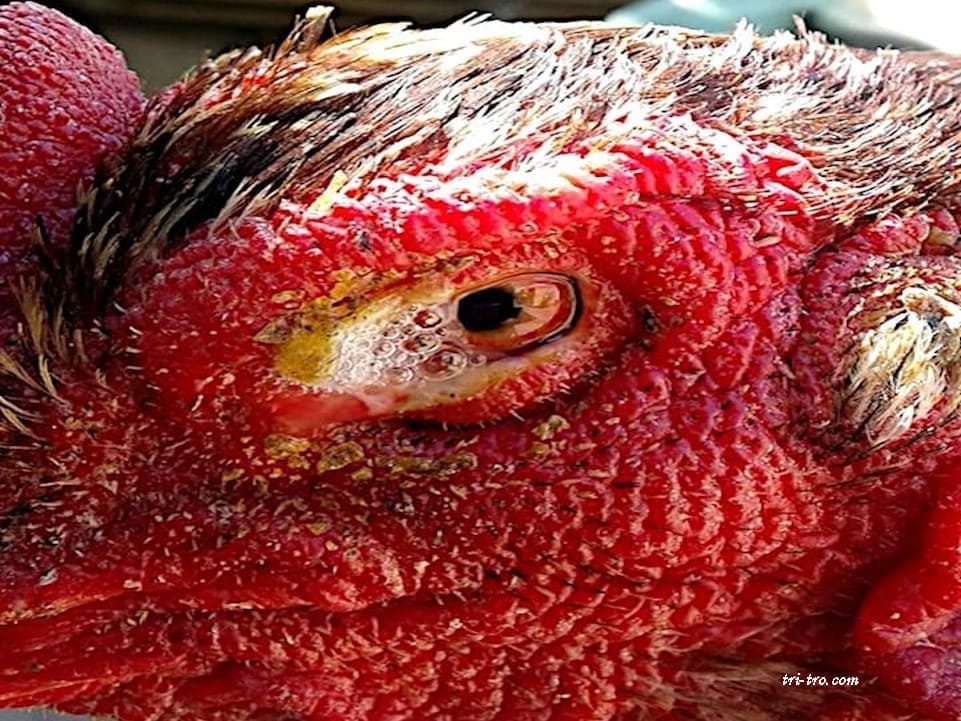 coriza infecciosa gallinas lesion ocular infeccion ojo
