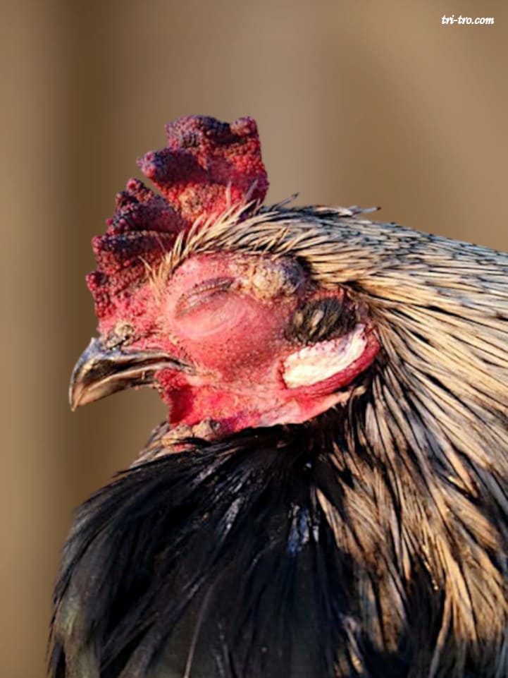 Coriza infecciosa gallinas: edema facial, ojo inflamado avanzado.