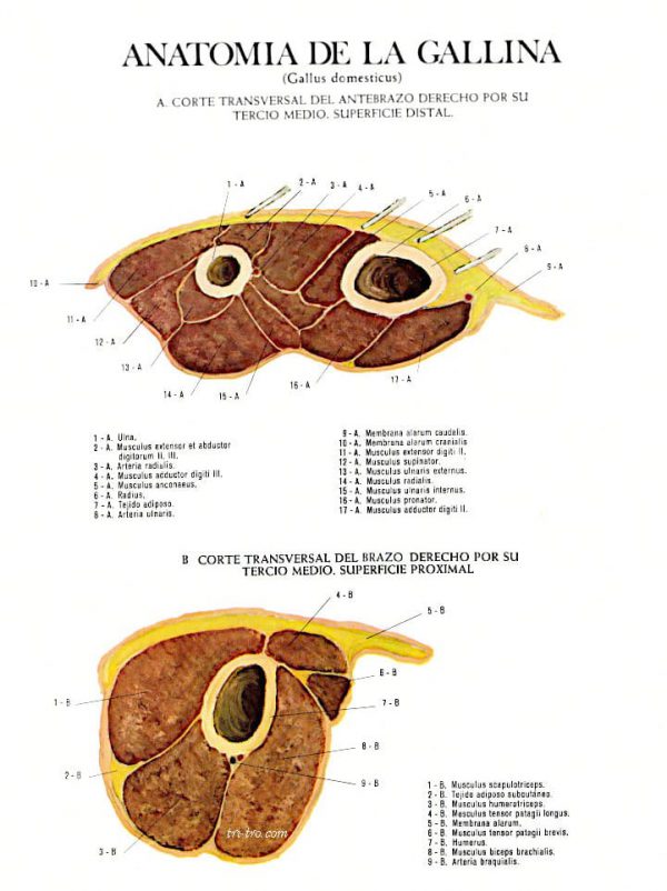 Corte superficial del antebrazo derecho por su tercio medio, superficie distal y proximal gallus domesticus.
