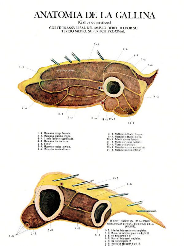 Corte transversal del muslo derecho por su tercio medio, superficie proximal gallus domesticus.
