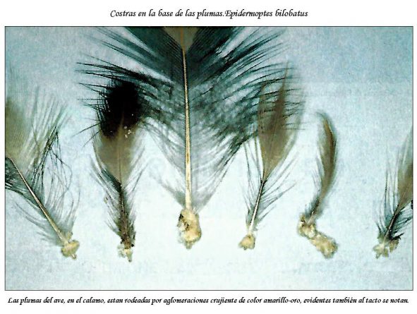 Costras en la base de las plumas. Epidermoptes bilobatus