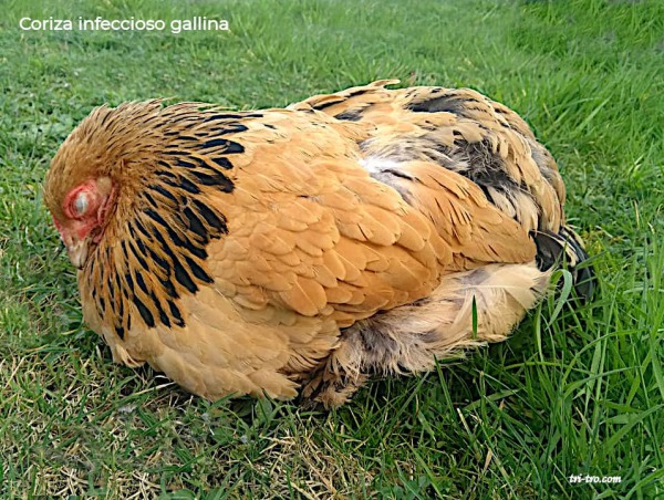 Cotiza infeccioso en gallina avanzado