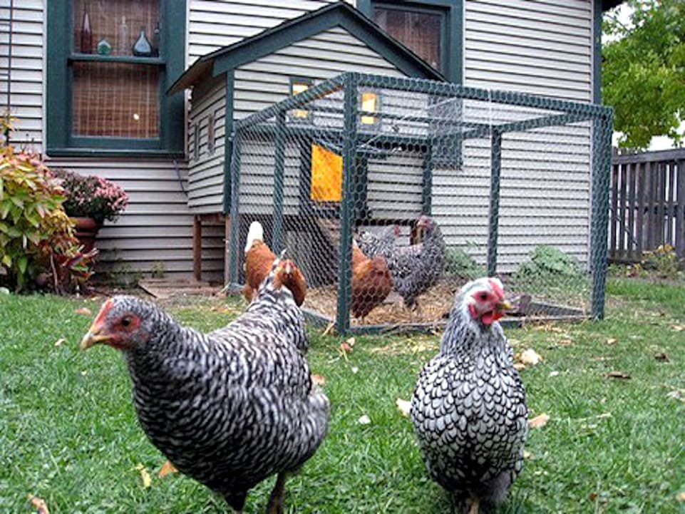 Cría de pollos en patios urbanos causa furor en EEUU