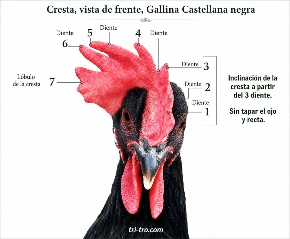 Cresta vista de frente, gallina castellana negra.