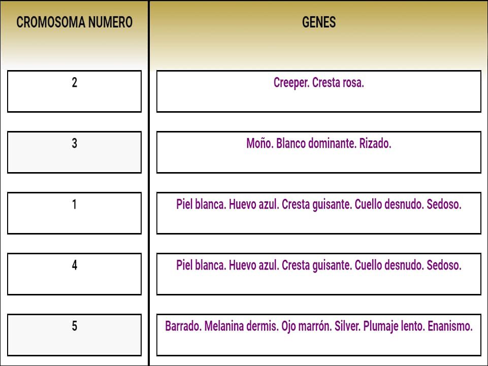 Tabla cromosoma numero, genes